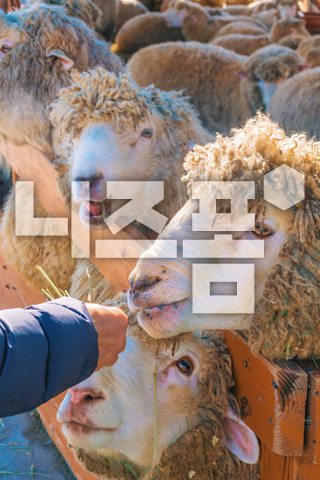 양에게먹이주는손 이미지 미리보기