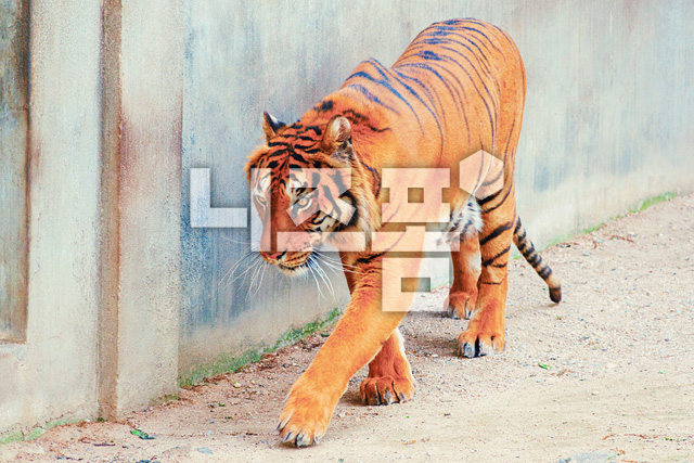 호랑이 이미지 미리보기