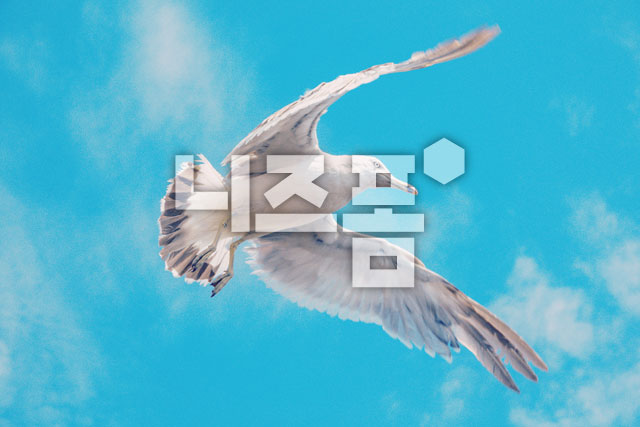 갈매기 이미지 미리보기