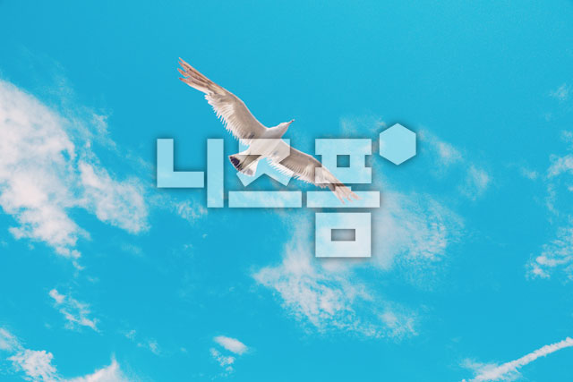 갈매기 이미지 미리보기