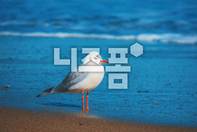 갈매기 이미지 미리보기