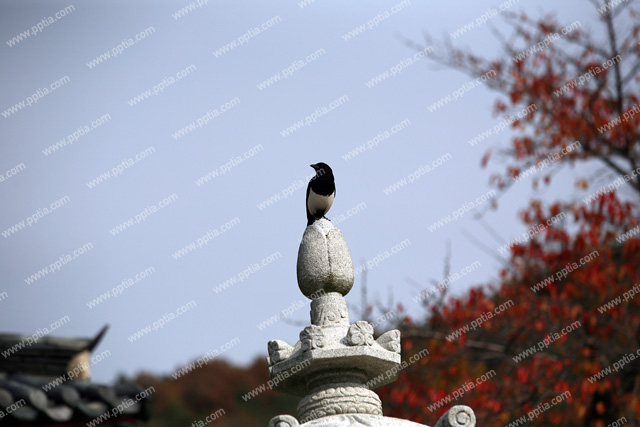 까치 이미지 미리보기
