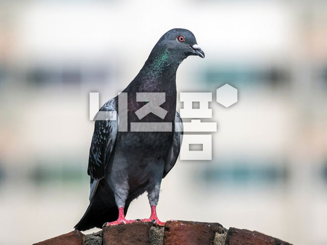 비둘기 이미지 미리보기