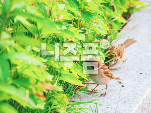 참새 이미지 미리보기
