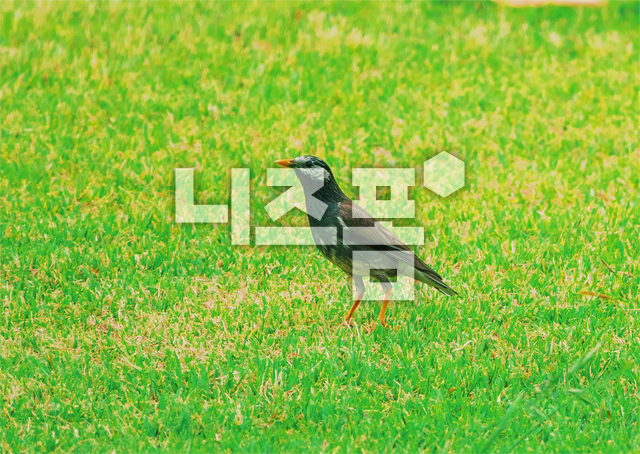 직박구리새 이미지 미리보기