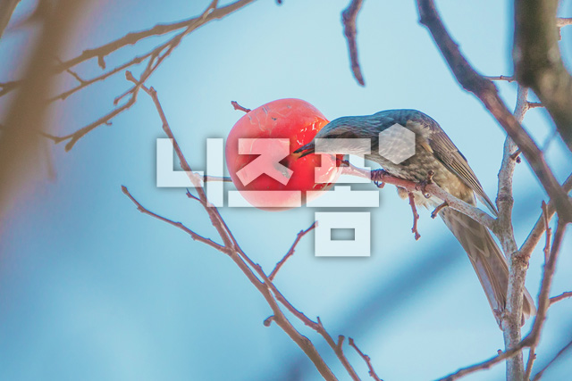 홍시먹는새 이미지 미리보기
