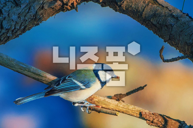 박새 이미지 미리보기