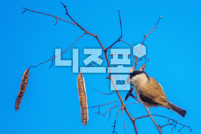 쇠박새 이미지 미리보기