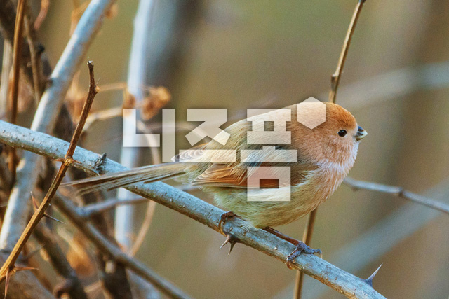붉은머리오목눈이 이미지 미리보기
