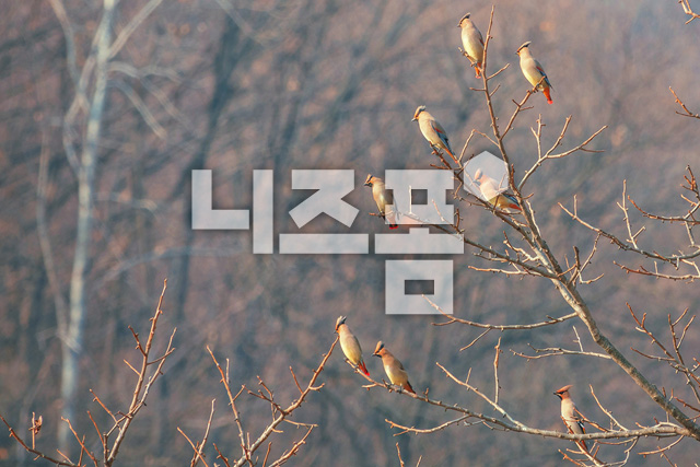 나뭇가지에앉은홍여새 이미지 미리보기