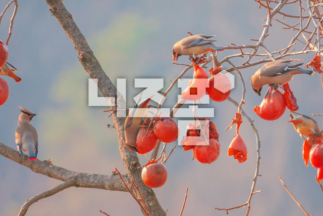 홍시먹는홍여새 이미지 미리보기