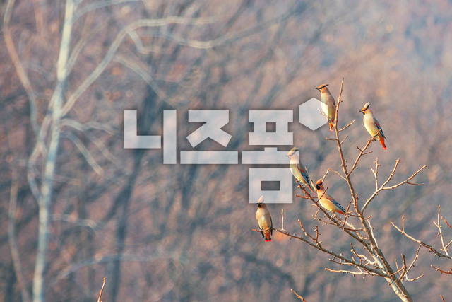 홍여새 이미지 미리보기