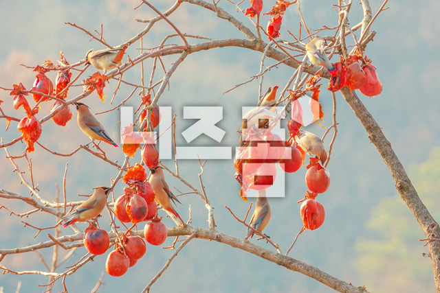 홍시먹는홍여새 이미지 미리보기