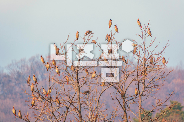 홍여새 이미지 미리보기
