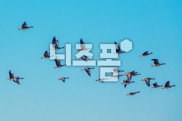 쇠기러기 이미지 미리보기