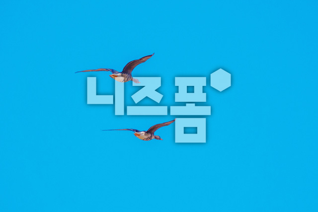 쇠기러기 이미지 미리보기