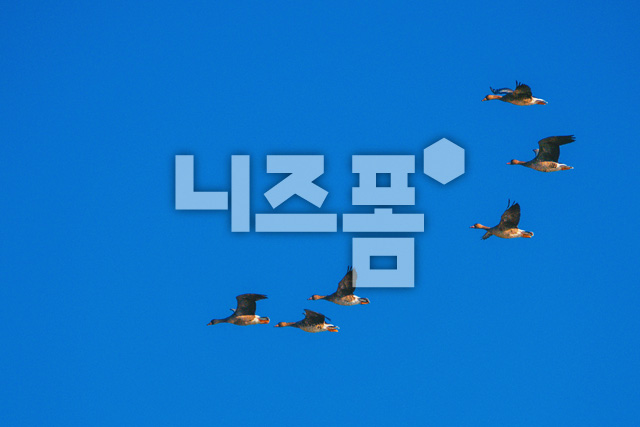 쇠기러기 이미지 미리보기