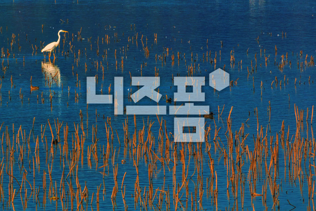 백로 이미지 미리보기