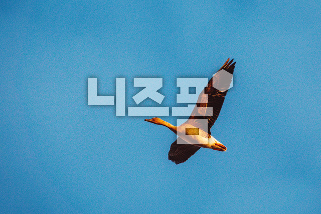 쇠기러기 이미지 미리보기