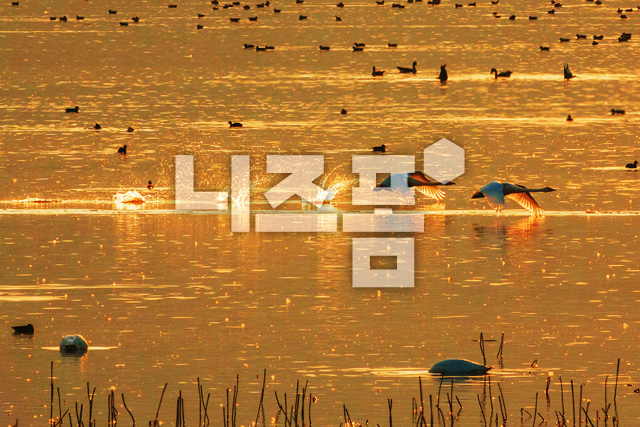 겨울철새 이미지 미리보기