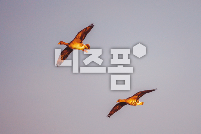쇠기러기 이미지 미리보기