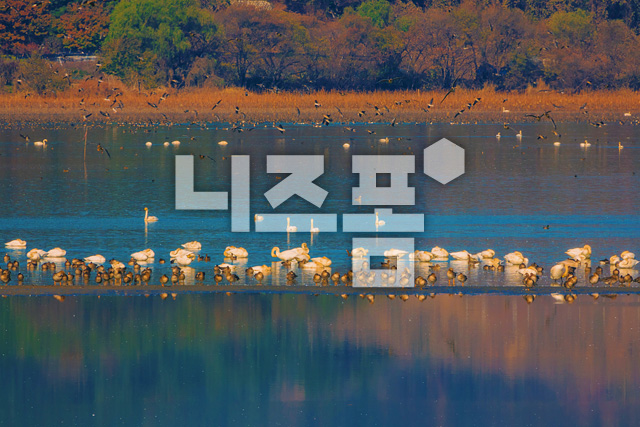 저수지겨울철새들 이미지 미리보기