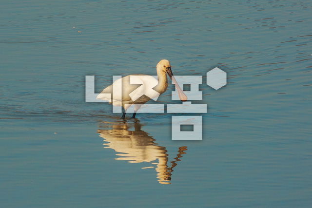 저어새 이미지 미리보기