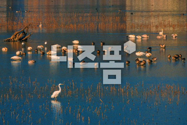 저수지겨울철새들 이미지 미리보기