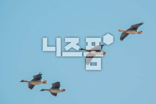 쇠기러기 이미지 미리보기
