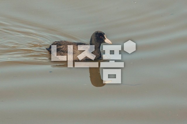 물닭 이미지 미리보기