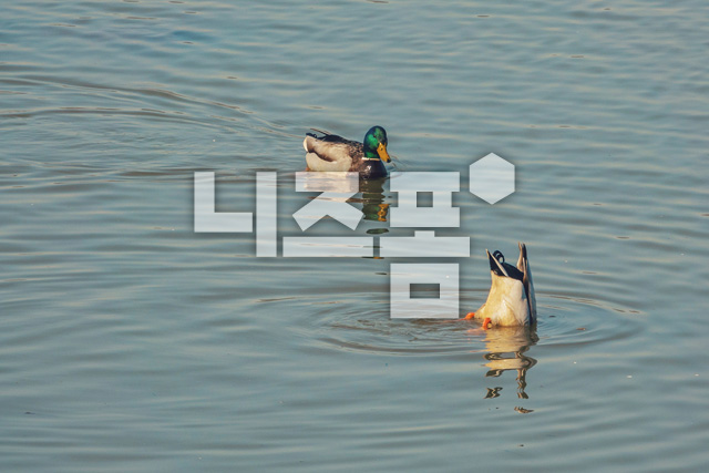 청머리오리 이미지 미리보기