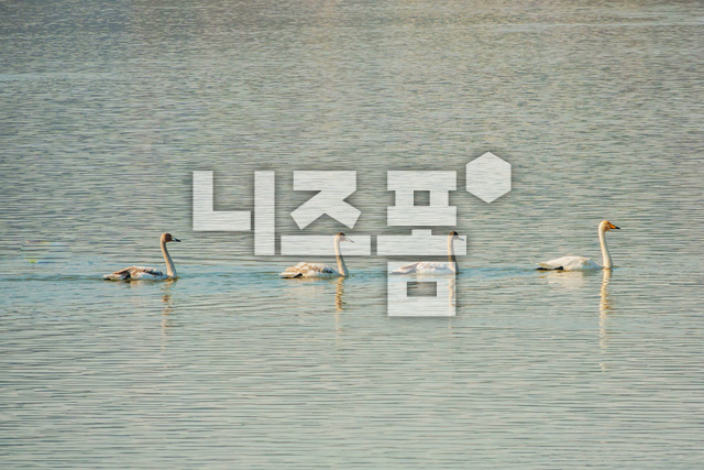 고니 이미지 미리보기