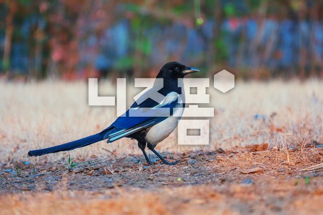 까치 이미지 미리보기