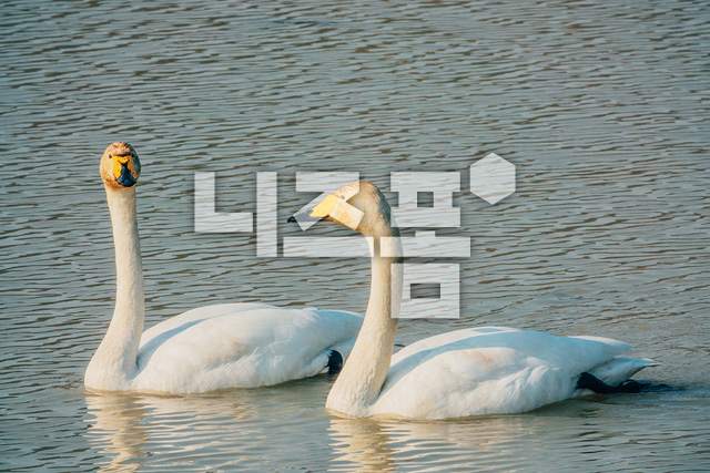 고니 이미지 미리보기