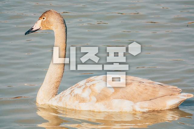 고니 이미지 미리보기