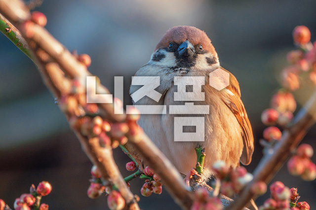 참새 이미지 미리보기