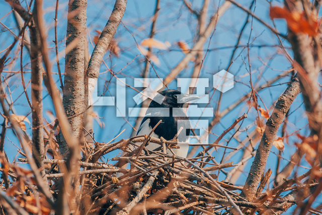 까치집에까치 이미지 미리보기