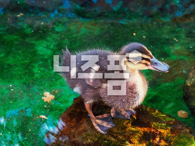 새끼오리 이미지 미리보기