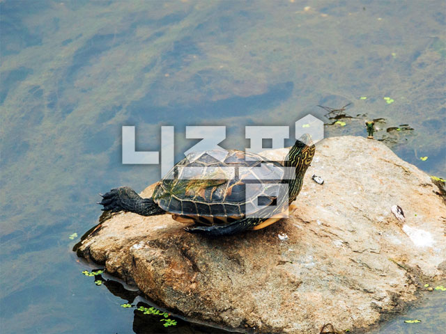 거북이 이미지 미리보기