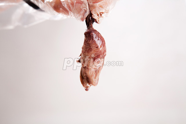 고등어 내장 이미지 미리보기