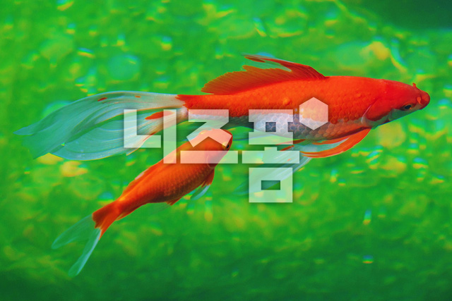 금붕어 이미지 미리보기