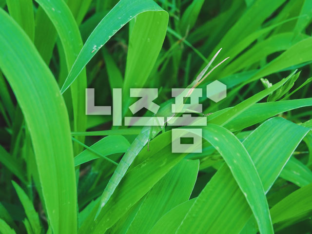 방아깨비 이미지 미리보기