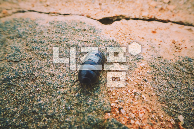 공벌레 이미지 미리보기