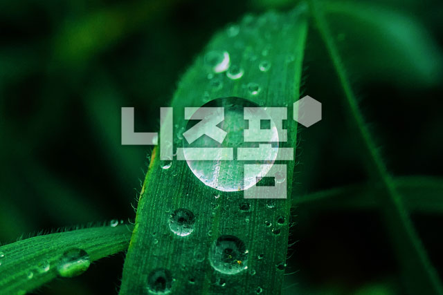 나뭇잎위에빗방울 이미지 미리보기