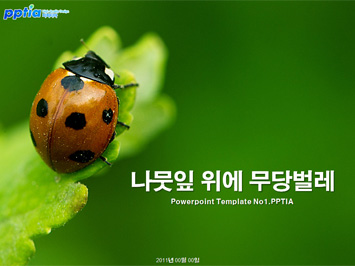 나뭇잎 위에 무당벌레 PPT 템플릿 미리보기