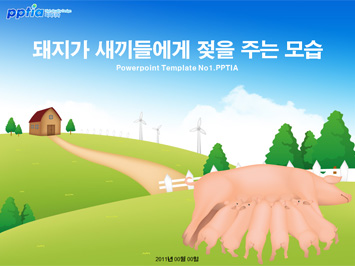 돼지가 새끼들에게 젖을 주는 모습 PPT 템플릿 미리보기