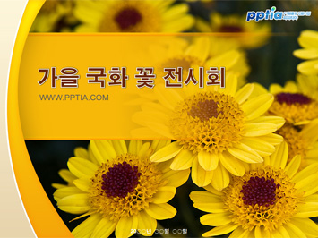 가을 국화 꽃 전시회 PPT 템플릿 미리보기