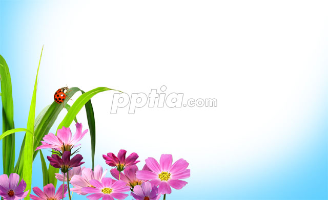 코스모스와 무당벌레 이미지 미리보기
