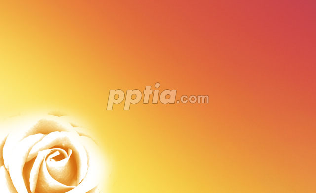 주황색배경과 장미꽃 이미지 미리보기