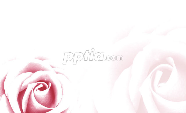 분홍색 장미 이미지 미리보기